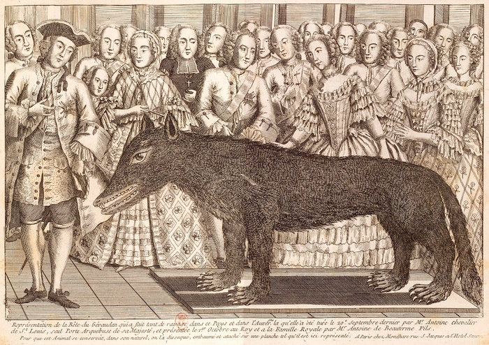 Présentation de la bête tuée par François Antoine à la cour de Louis XV - Gravure publiée chez Mandare (XVIIIe s.) - BnF (Gallica)